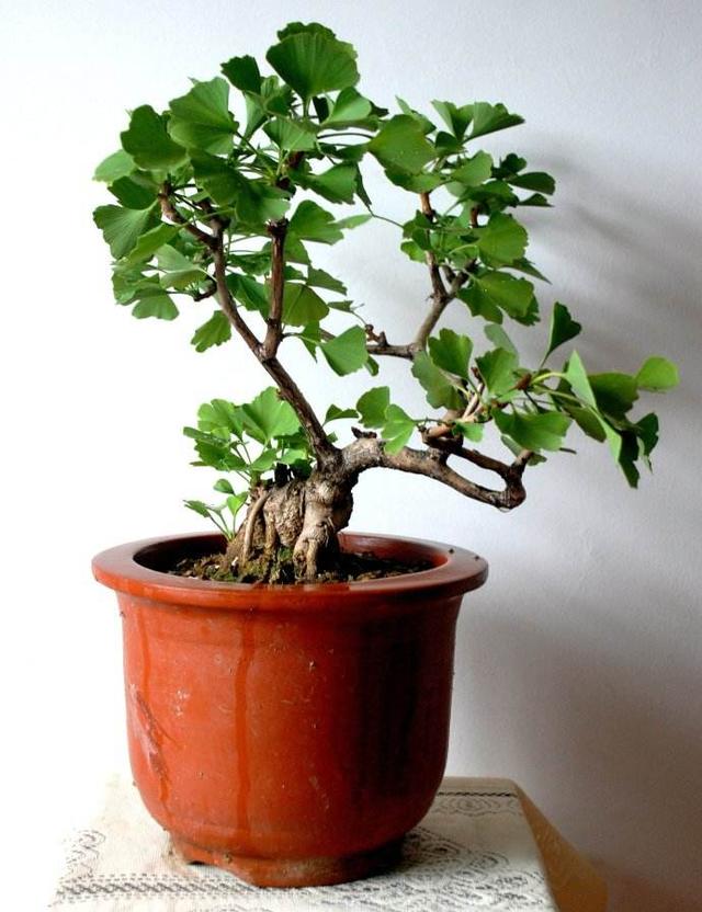 柔荑花序不一定是下垂的,但一定是单性花。，A.正确B.错误（银杏盆景掌握“习性”）