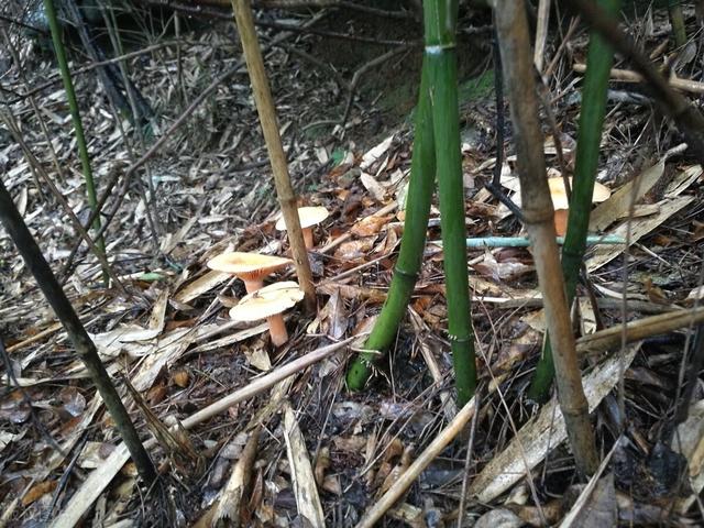 松树菇的功效与作用，松树菇的功效与作用是什么（江西丘陵山区的清明菇）