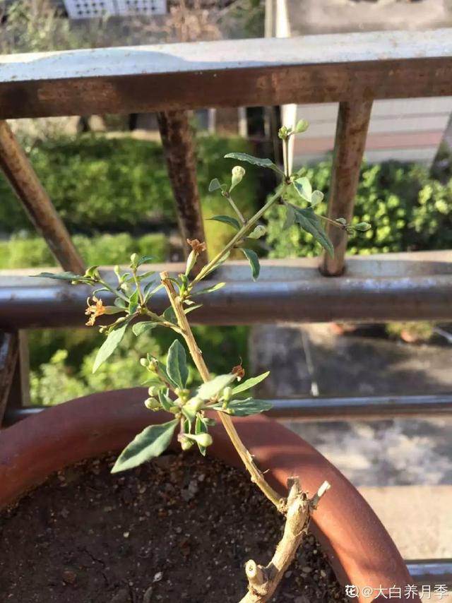 枸杞根的功效与作用，枸杞根的作用与功效（明年呼呼长成小盆栽）