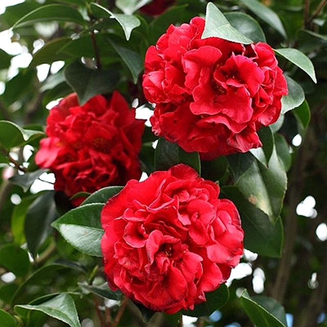 克瑞墨大牡丹茶花，纯正克瑞墨大牡丹茶花（养盆“克瑞墨牡丹”）