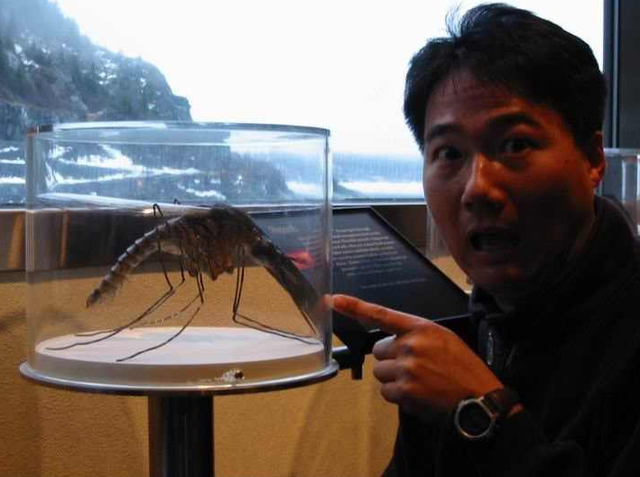 水蚊子咬人吗，打死一只蚊子判几年（西瓜视频给你科普夏天宿敌）