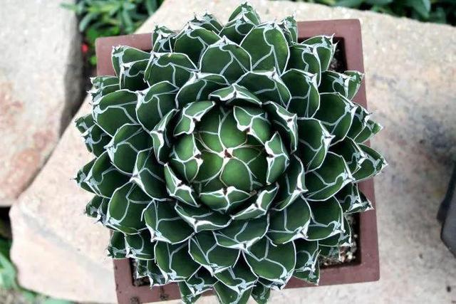 厦门万石植物园里有哪些植物，厦门万石植物园里有哪些植物花（种满多肉的植物园）