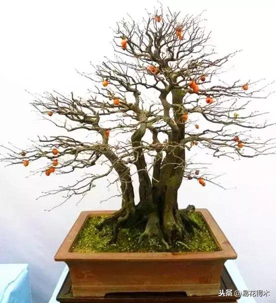 老鸦柿和金弹子的区别，老鸦柿和金弹子谁更容易养活（老鸦柿盆景）