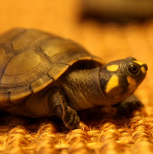 小乌龟历险记作文，童话 小乌龟的旅行日记