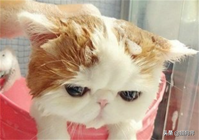 猫咪总是掉毛是怎么回事，#猫咪大明星#