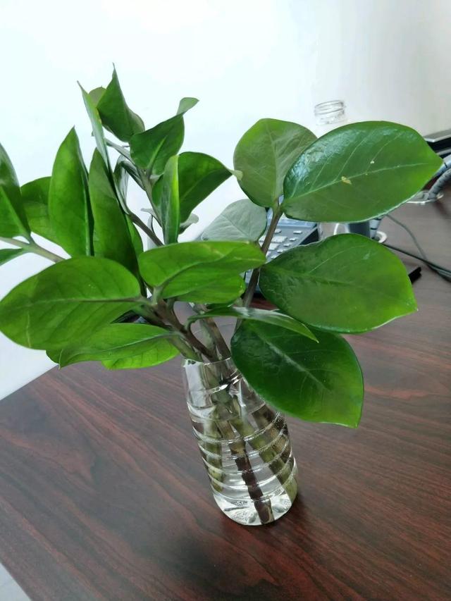 山药豆是什么，山药豆是什么样子的图片（挖出一把“山药豆”）