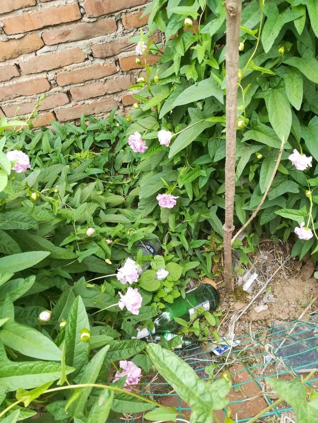 菟丝花,菟丝子就是吸血鬼(菟丝花是什么意思)