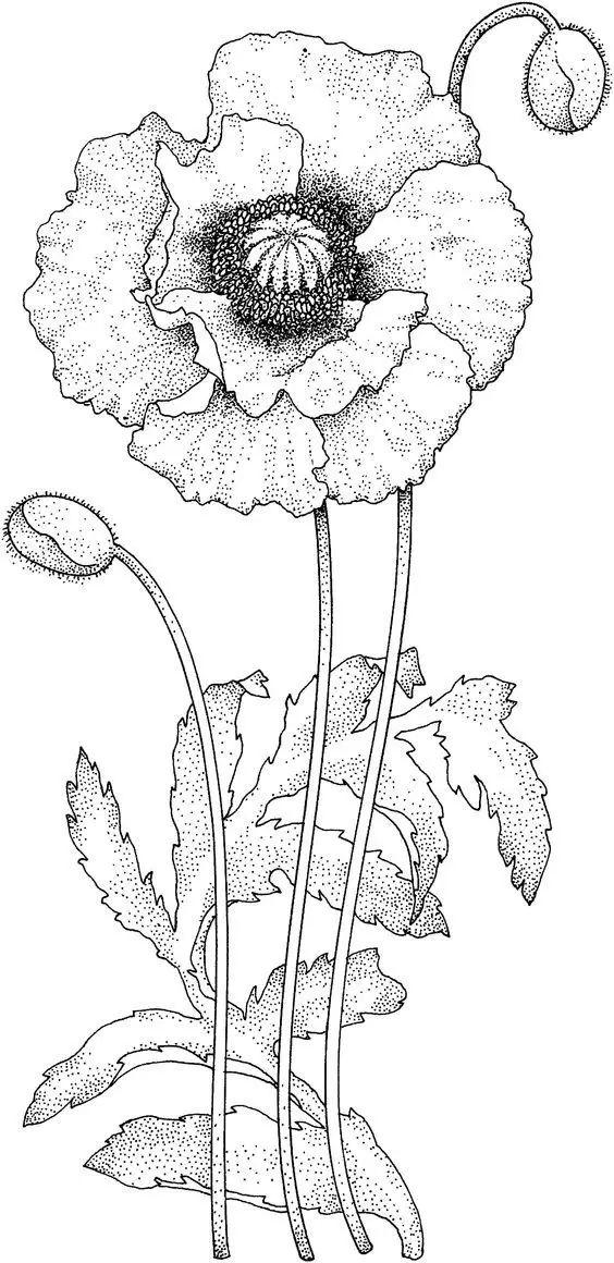 简单的花怎么画，如何画小花花简笔画（一朵花，简单的几笔就可以了）