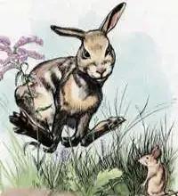 兔子坡好词好句，一百条裙子好词好句（兔子坡课外读物）