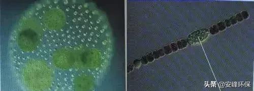 异养是什么意思，什么是异养生物,准确定义.（化能/光能、异养/自养、好氧/厌氧）