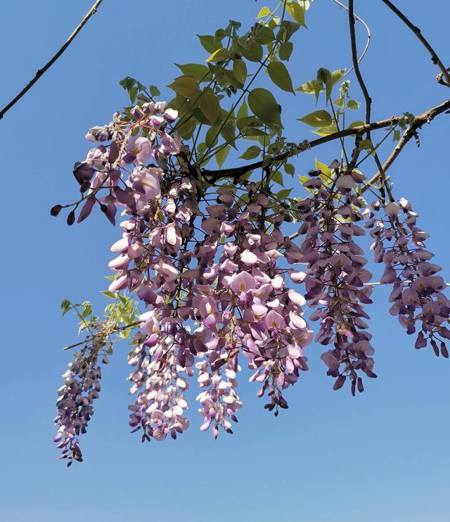 紫藤花的寓意是什么，林疑彩凤来。流霞绛紫虹叠瀑
