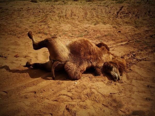 nh3是什么气体（沙漠中的骆驼尸体）