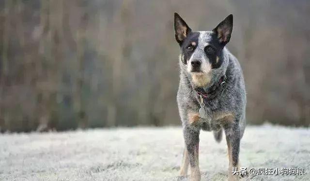 哈士奇智商排名，哈士奇智商在狗界排名多少位（前十和倒数前十）