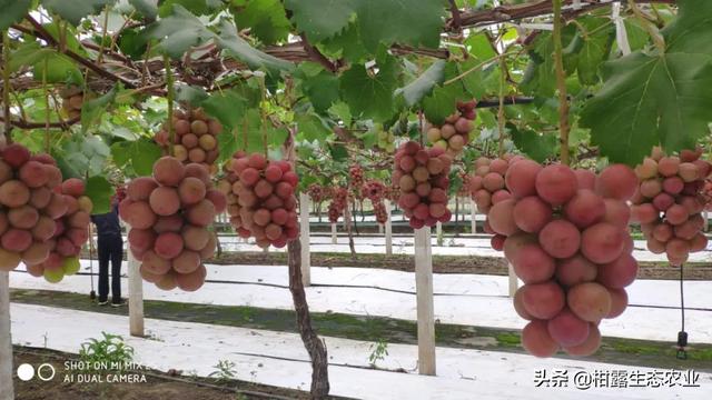 浪漫红颜葡萄的特点，浪漫红玫瑰葡萄（葡萄四大“网红品种”的优缺点及市场发展前景）