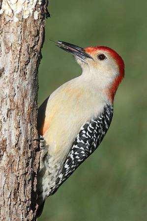 索的组词有哪些 索组词大全330个，索的组词有哪些（毫发之间卌六谈）