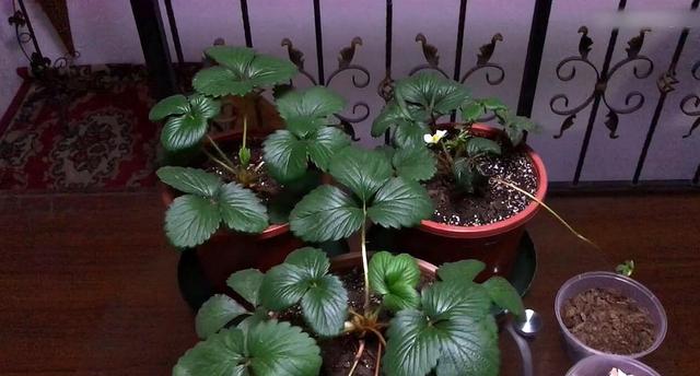 家庭阳台草莓种植方法，家庭阳台如何种草莓（有3个“小方法”）