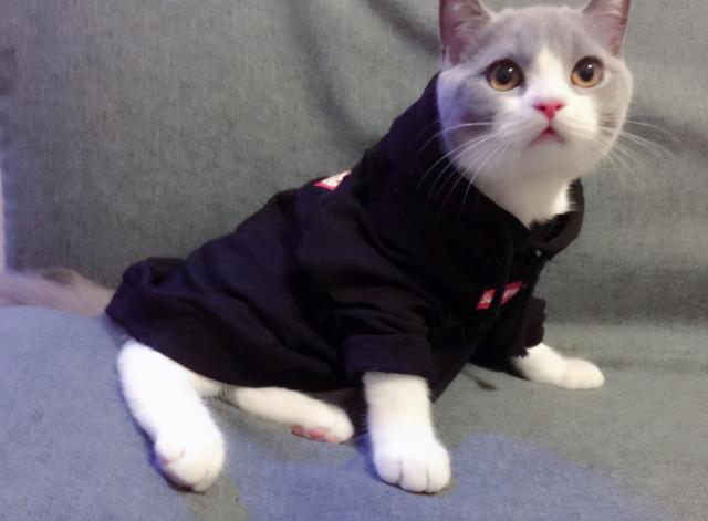 怎么养猫需要注意什么，找猫很灵的方法（饲养猫咪的5大禁忌）