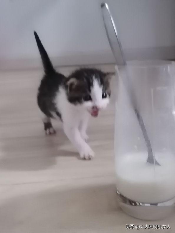 什么是开脸狗，民间说法开脸狗为什么不好（家有小奶猫）