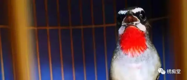 煤山雀最佳配食，画眉、红点颏、山雀食料研究了很久的配方