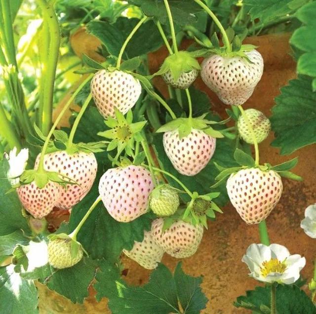 菠萝草莓种植方法，奶白色的果子看着就诱人