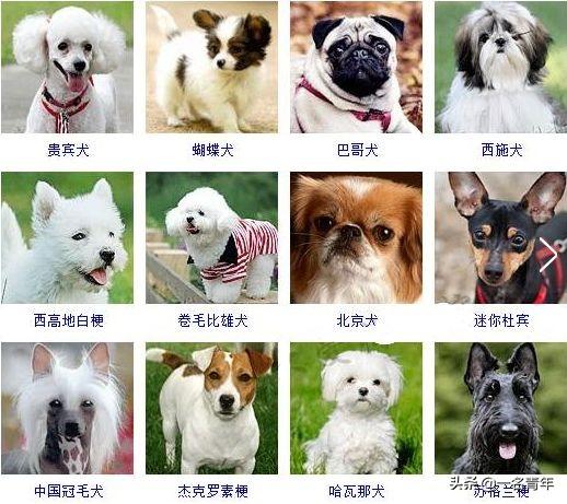 还不知道你家狗狗属于什么体型犬吗？几乎齐全了