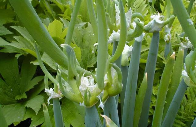 葱烧海参三种家常做法分享，葱烧海参的做法最正宗的做法（国家葱油地理：葱油）