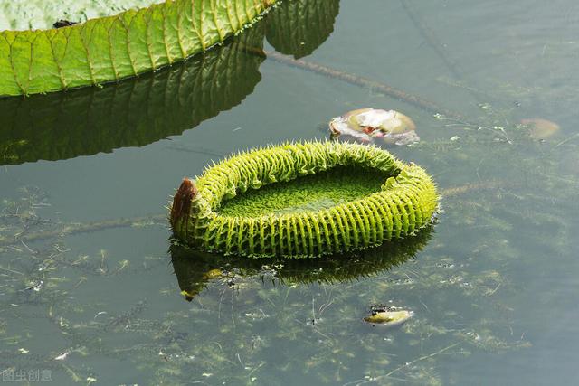 神奇的植物有哪些，世界上最神奇的植物（十种奇特的自然界植物）