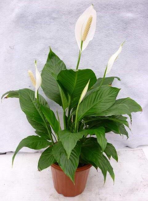 一帆风顺怎么养，一帆风顺如何养（注意光照、温度和浇水）