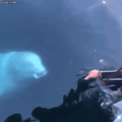 海豚和白鲸的区别，白鲸为什么是海豚（妹子的iPhone掉进大海后）