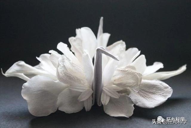 如何做一个千纸鹤，怎样才能做千纸鹤（一千天叠出1000种纸鹤）