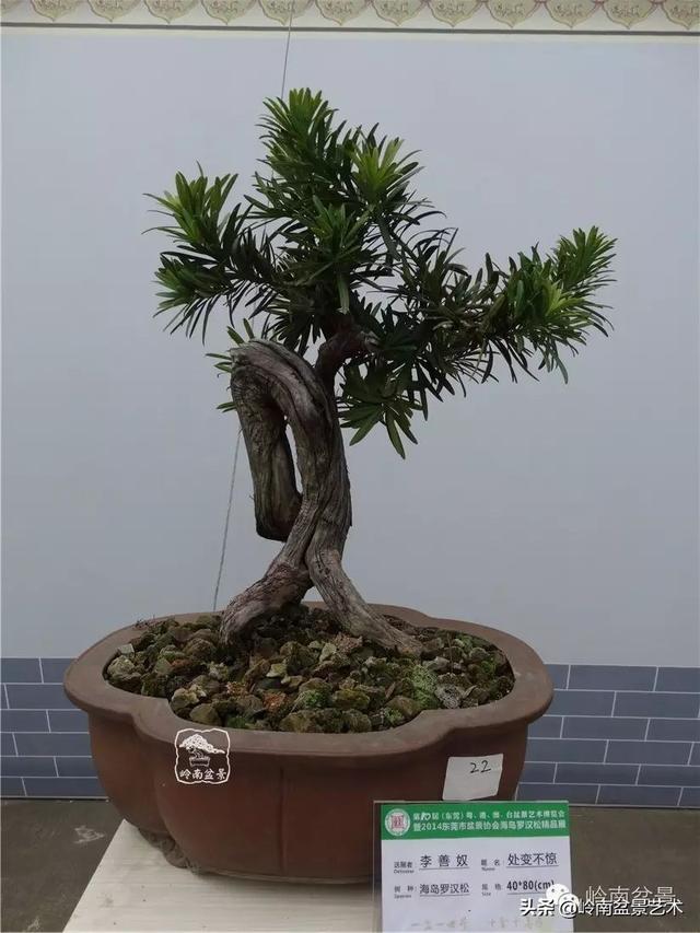 台湾罗汉松，飘逸优雅的海岛罗汉松盆景（台湾罗汉松的养殖方法和注意事项）