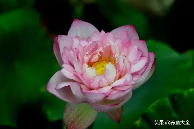 莲花的别称有哪些，莲花的别称有哪些拼音（ 太齐全太珍贵了）