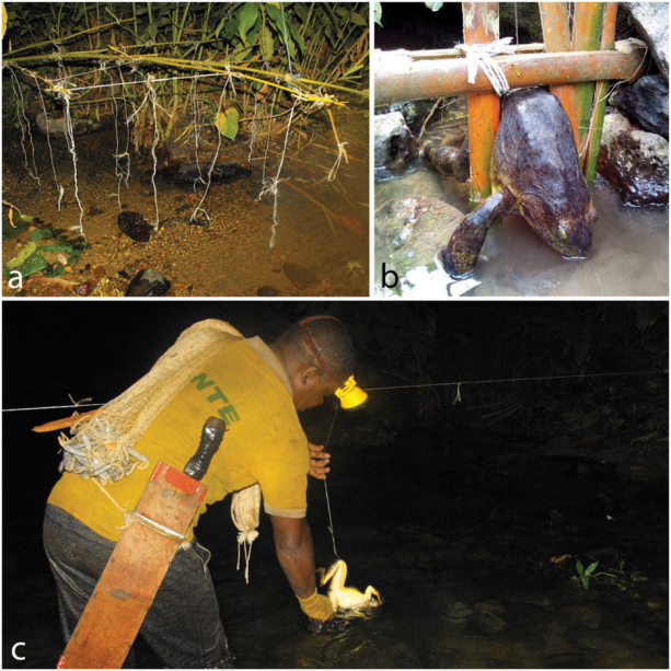 蛙类品种大全，蛙类品种大全有毒（地球上7238种青蛙和蟾蜍中）