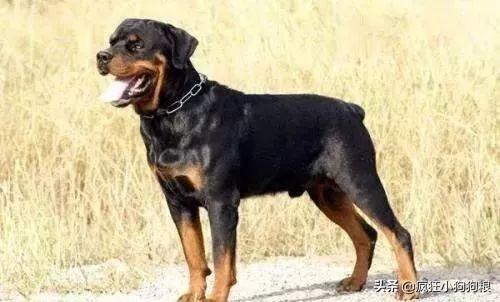 哈士奇智商排名，哈士奇智商在狗界排名多少位（前十和倒数前十）