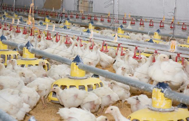 鸡为什么会下蛋，为什么母鸡不交配就能下蛋（为什么母鸡不需要公鸡就能下蛋）