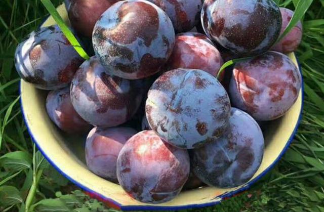 黑色的水果有哪些，常见的黑色的水果有哪些（谁说水果以稀为贵）