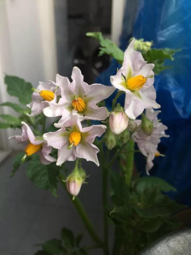 平菇种植最简单方法，平菇种植最简单的方法（喷喷水就能长）