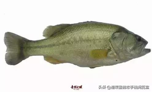 淡水鱼都有什么鱼，钓鱼人一定要知道的二十种淡水鱼（中国常见的20种淡水鱼）