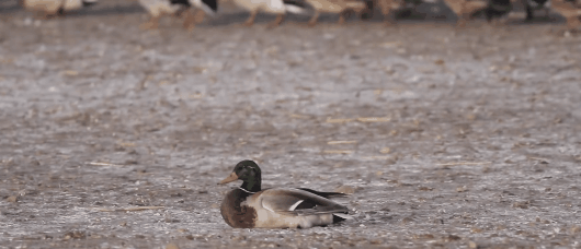 隼是什么鸟，生物演化史上的速度巅峰（隼是什么鸟吃什么食物）