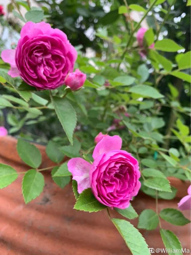 花色鲜艳又浓香的月季品种，浓香四溢的6款月季