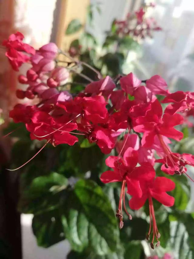 龙吐珠鱼，这花会吐小珠子（龙鱼吐珠的寓意）