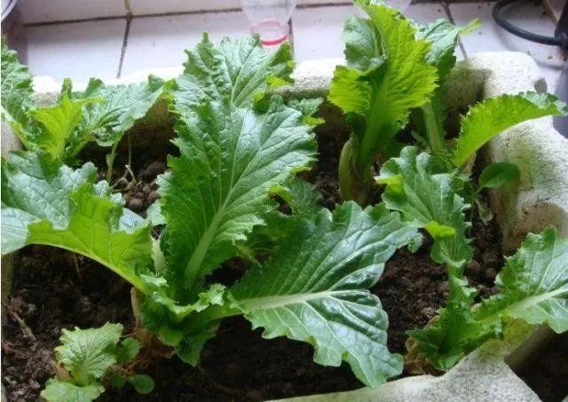 冬天吃什么菜好，冬天吃什么菜最好（下雪天冻不死）