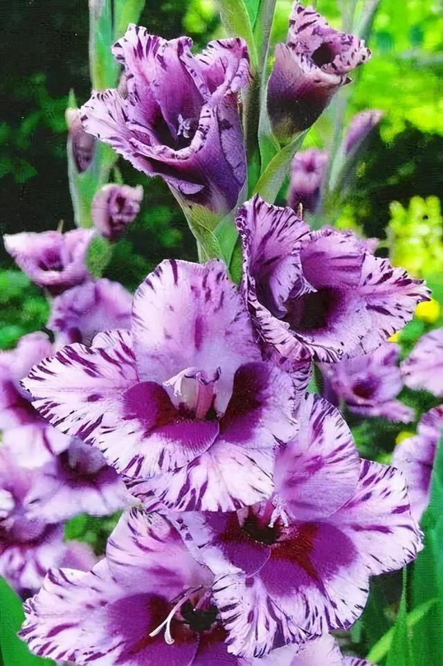 世界上有多少种花，世界上有多少种花?分别是什么（100幅美丽的花儿，赏心悦目）