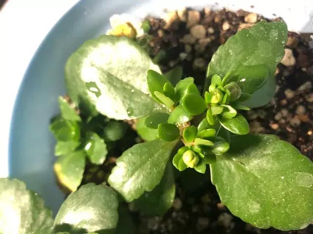 绿萝好养吗,绿萝怎样栽培(绿萝竟然排在倒数第1) 绿萝好养吗,绿萝怎样栽培(绿萝竟然排在倒数第1)