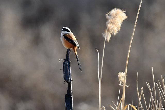 水鸡是什么，水鸡是什么车（西方秧鸡、叽咋柳莺......）