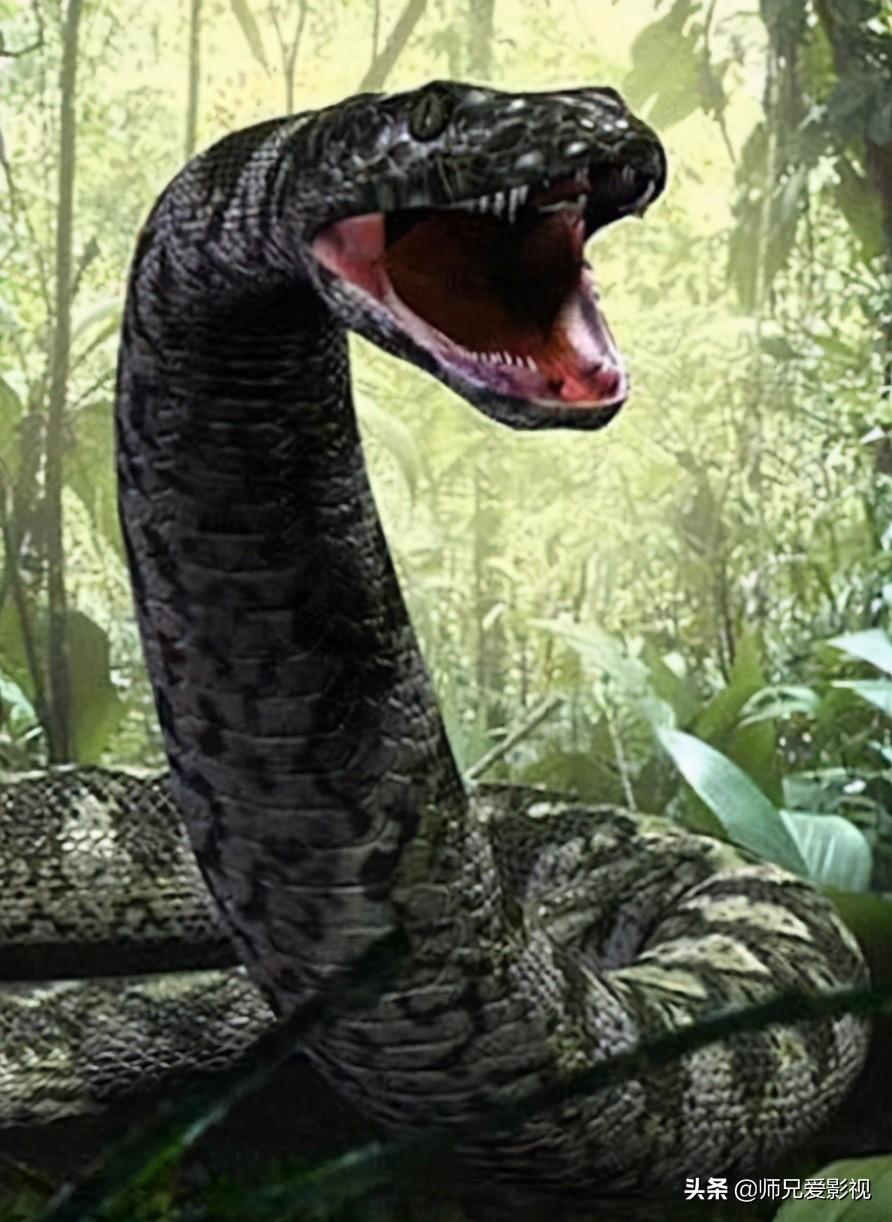 经典冒险恐怖片《狂蟒之灾 anaconda》系列电影