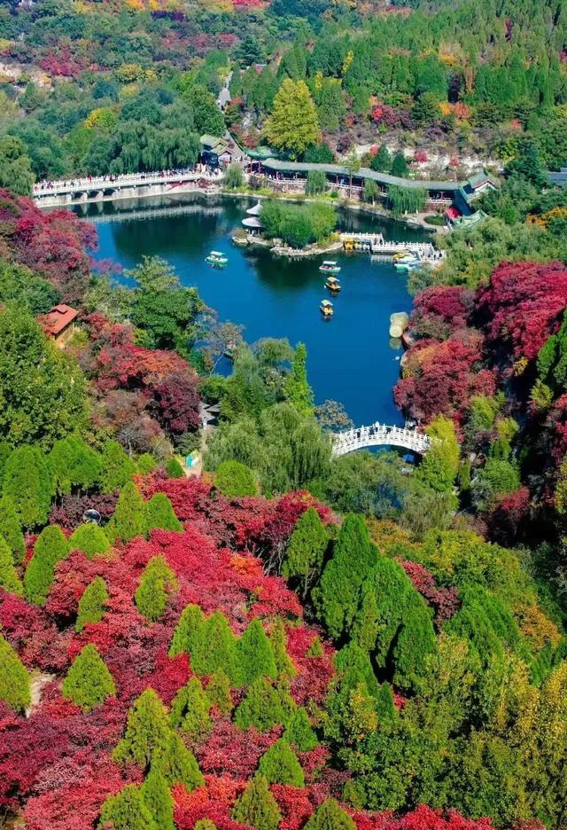 满山红叶似彩霞，阿宝歌曲大全（山东最全赏红叶地图来了）