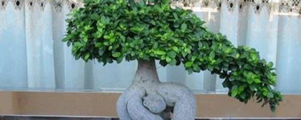 人参榕盆栽养护方法，人参榕盆栽养护方法视频（人参榕盆景的换盆方法）