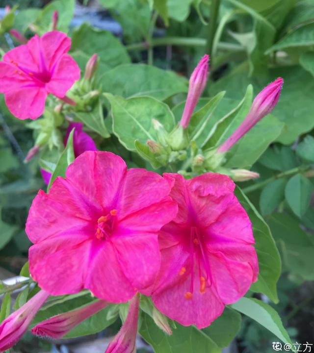 臭海棠花图片(开花之后"丑小鸭变天鹅")