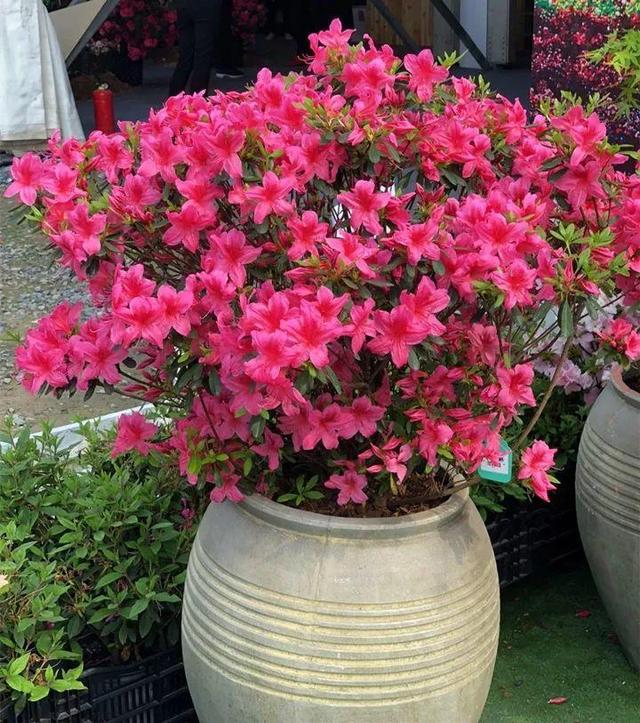 杜鹃花掉叶子的原因和解决办法详情介绍，杜鹃花掉叶子严重咋办（到底是哪出问题了）